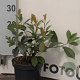Photinia fraseri 'Red Robin' 40-60 cm 2,0L