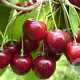 Prunus a. 'Hedelf. Riesenkirsche' 10-12 HO container