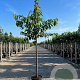Prunus a. 'Lapins' 10-12 HA container
