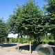 Prunus a. 'Plena' 10-12 HO container
