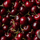 Prunus a. 'Pollux' 10-12 HA container