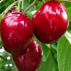 Prunus a. 'Summit' 10-12 HA container
