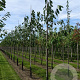 Prunus a. 'Sunburst' 10-12 HA container