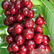 Prunus a. Sweetheart 10-12 HA container