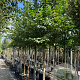 Prunus avium 14-16 HO container