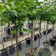 Prunus a. 'Varikse Zwarte' 10-12 HA container