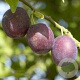 Prunus d. 'Anna Späth' 10-12 HA container