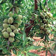 Prunus d. 'Avijor' 12-14 HA 20L 100 cm stam