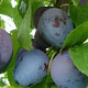 Prunus d. 'The Czar' 10-12 HA container