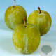 Prunus d. 'Reine Claude d'Oullins' 10-12 HA container