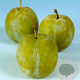Prunus d. 'Reine Claude d'Oullins' 10-12 HA container