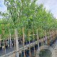Prunus d. 'Robijn' 12-14 HO container