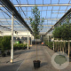 Prunus l. 'Caucasica' 12-14 HO 30L