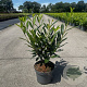 Prunus l. 'Caucasica' 80-100 cm 5,0L