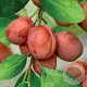 Prunus p. 'Filoe' 4-6 HO 10L