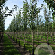 Prunus ser. 'Kanzan' 10-12 HA container