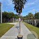 Prunus ser. 'Royal Burgundy' 10-12 HA container
