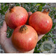 Punica gr. 'Mollar de Elche' 100 cm stam 12L 10-12