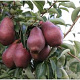 Pyrus c. 'Rode Williams' 10-12 HA container
