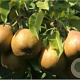 Pyrus c. 'Winterrietpeer' 10-12 HO container
