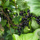Ribes nigr. 'Rosenthal' halfstam 5,0L