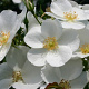 Rosa Escimo GM C5