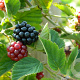 Rubus frut. 'Thornfree' GM C5