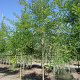 Sophora japonica 6-8 HO container