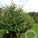Sycoparrotia semidecidua 200-250 cm container meerstammig extra