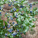 Vaccinium c. 'Northland' 60-70 cm 2,0L