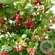 Vaccinium  vitis-idaea Red Pearl P9