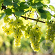 Vitis 'Himrod' 60-80 cm 20L