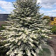 Viburnum plicatum 'Kilimandjaro' 30-40 cm 5,0L