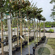 Viburnum plic. 'Tennessee' 180 cm stam container