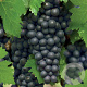 Vitis 'Regent' 60-70 cm 2,0L