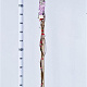 Wisteria floribunda 'Rosea' 175-200 cm 5,0L