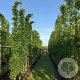 Wisteria sinensis 'Prolific' 10-12 HO 45L dakvorm 250 cm stam vierkant