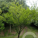 Zanthoxylum piperitum 60-80 cm C1.3
