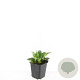 Ajuga reptans GM P9