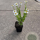 Aster ageratoides 'Ashvi' GM P9