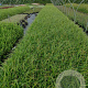 Carex morrowii 'Irish Green' GM P9