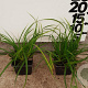 Carex morrowii GM P9