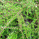 Cotoneaster horizontalis GM P9