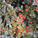 Cotoneaster horizontalis GM P9