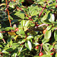 Cotoneaster horizontalis GM P9