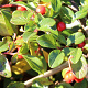 Cotoneaster horizontalis GM P9
