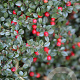 Cotoneaster horizontalis GM P9