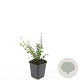 Cotoneaster suec. 'Coral Beauty' GM P9