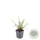 Cotoneaster suec. 'Coral Beauty' GM P9