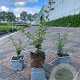 Cotoneaster suec. 'Coral Beauty' GM P9